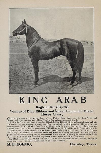 KING ARAB HIS COLTS ARE LARGE AND HANDSOME