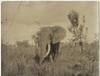 AFRICAN BIG GAME HUNTING SAFARIS OF COLONEL FRANCIS COLBY.