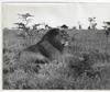 AFRICAN BIG GAME HUNTING SAFARIS OF COLONEL FRANCIS COLBY.