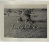 AFRICAN BIG GAME HUNTING SAFARIS OF COLONEL FRANCIS COLBY.