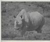 AFRICAN BIG GAME HUNTING SAFARIS OF COLONEL FRANCIS COLBY.