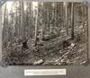 Forest Supervisor's Photo Album - 1909